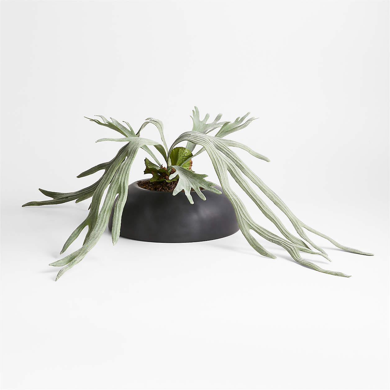 Potted Faux Green Staghorn Fern + Reviews | Crate & Barrel | Crate & Barrel