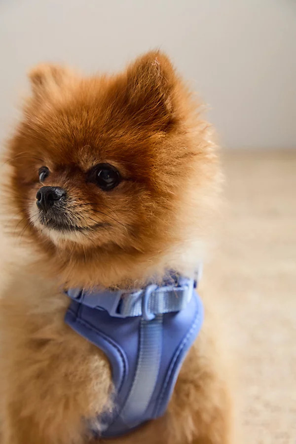 Wild One Pet Harness | Free People (Global - UK&FR Excluded)