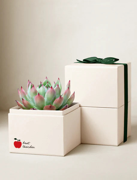 Teacher Appreciation Bliss Garden | Lula's Garden