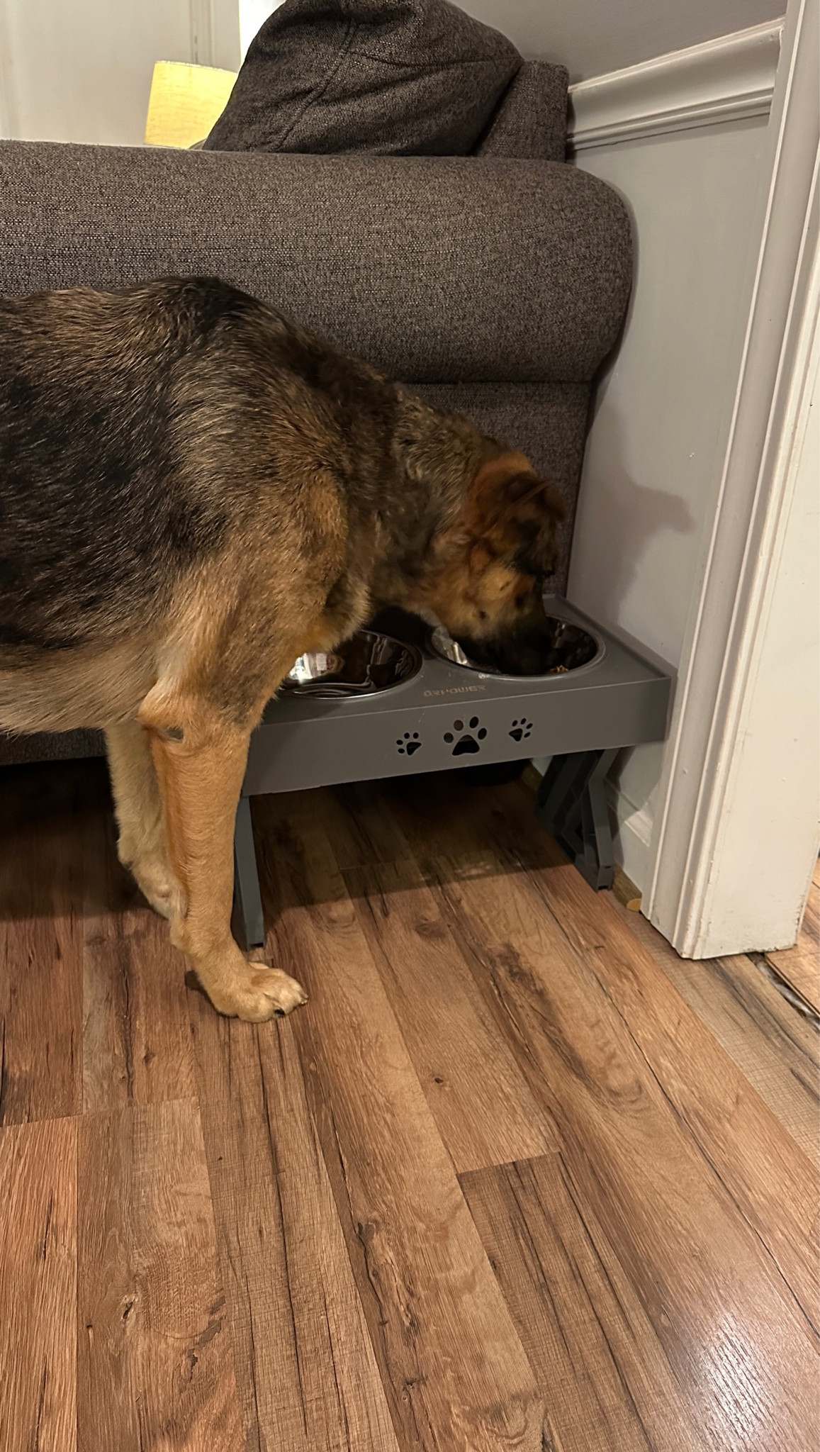 These elevated dog bowls are a MUST HAVE especially for bigger dogs to help with their digestive systems!! 

#dogbowl #elevateddogbowl

#LTKFindsUnder50 #LTKHome #LTKPets