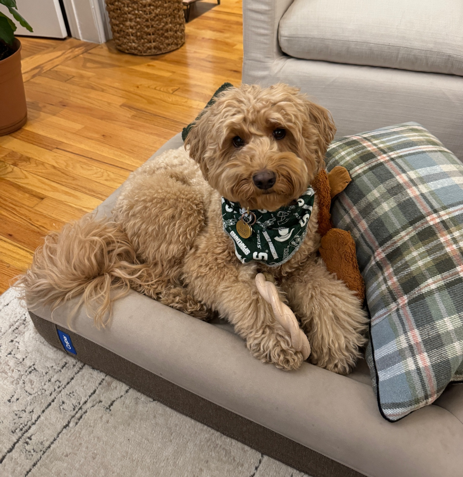 Brooks dog bed & favorite chew toy that matches our home decor #dog #dogbed #dogtoy 

#LTKFindsUnder50 #LTKFamily #LTKGiftGuide