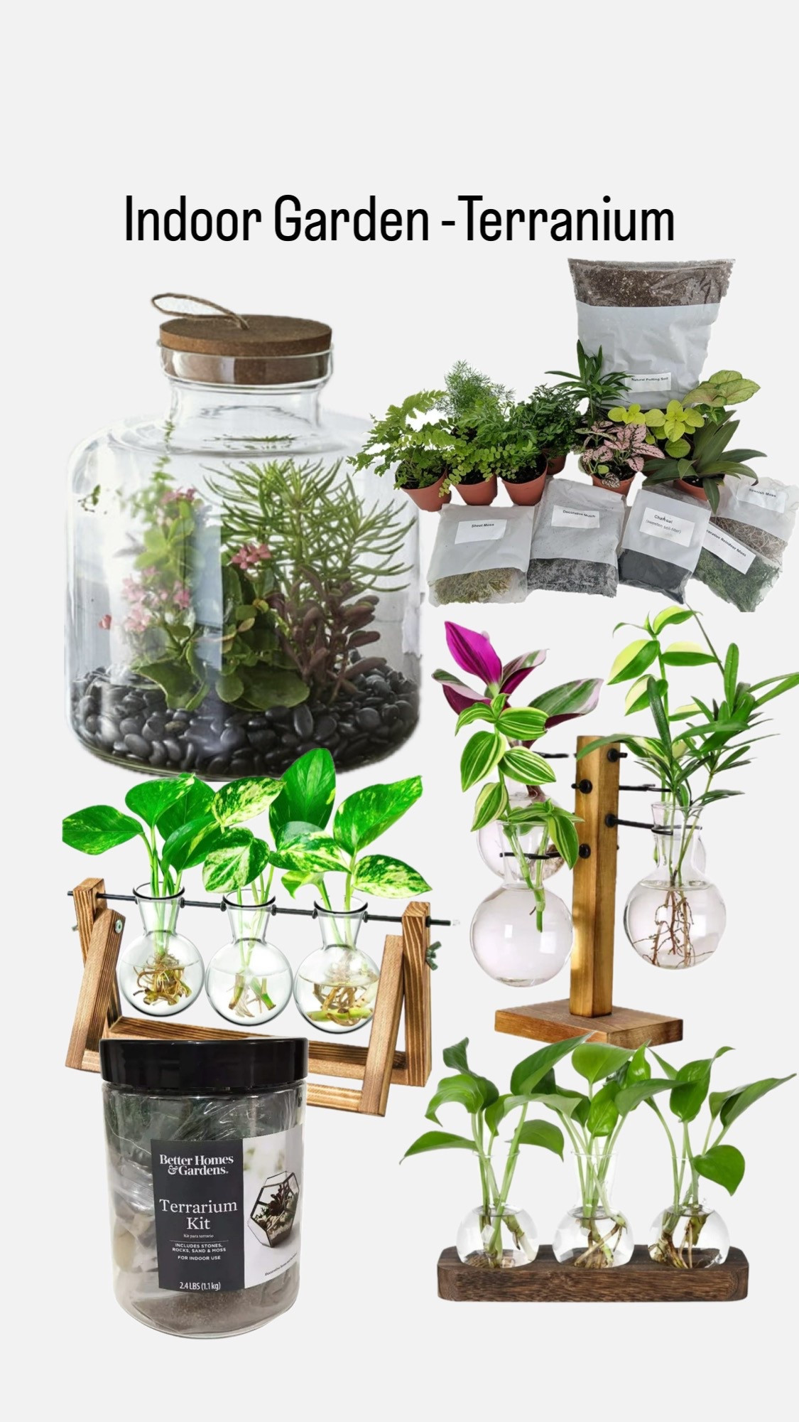 #terranium #indoorplants #propagate #propagate #plant #succulents #garden  #indoorgarden 

#LTKHome