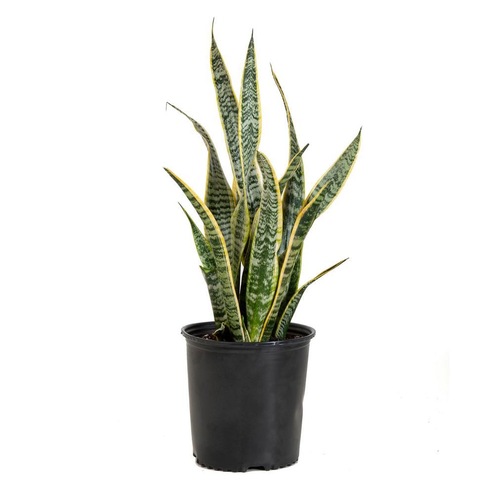 Sansevieiria Laurentii Live Indoor Snake Plant in 9.25 in. Grower Pot 22 in. - 30 in. Tall | The Home Depot