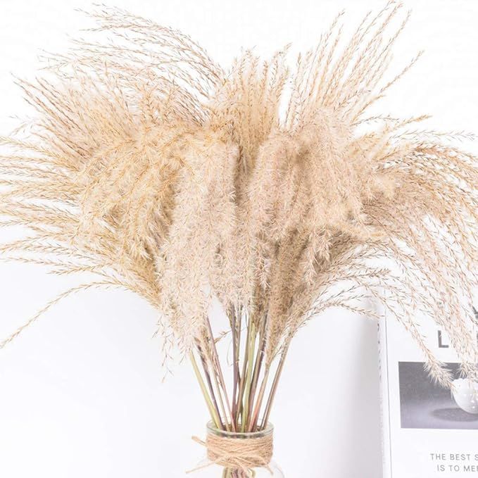 Pampas Grass Phragmites Dried Flowers,Natural Plants Home Decoration Flower Bouquet Photo Props H... | Amazon (US)