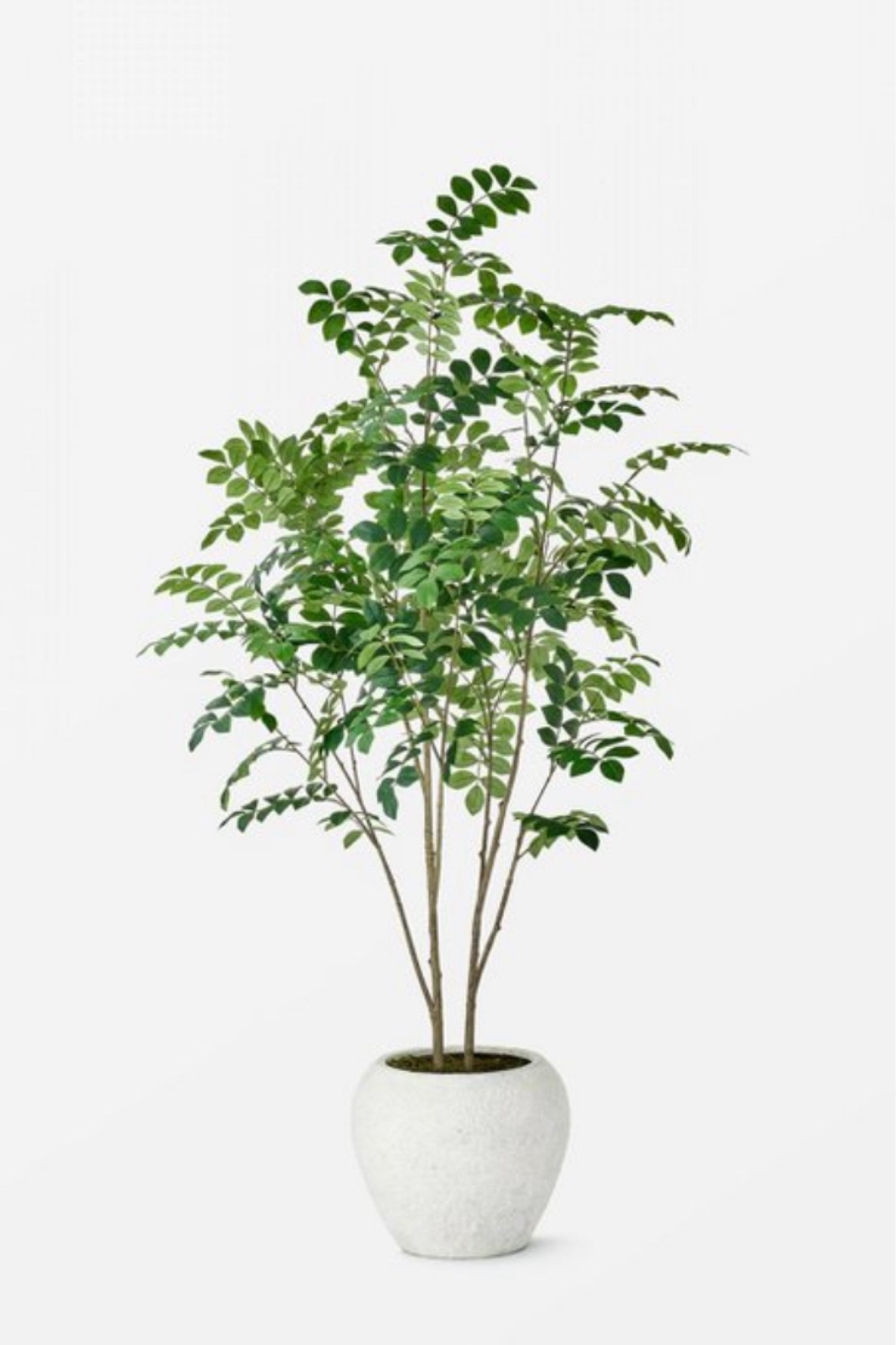 Morninga tree, faux plant, faux tree, houseplant, home accessories, furnishings, Target, Studio McGee, artificial tree

#LTKhome #LTKsalealert