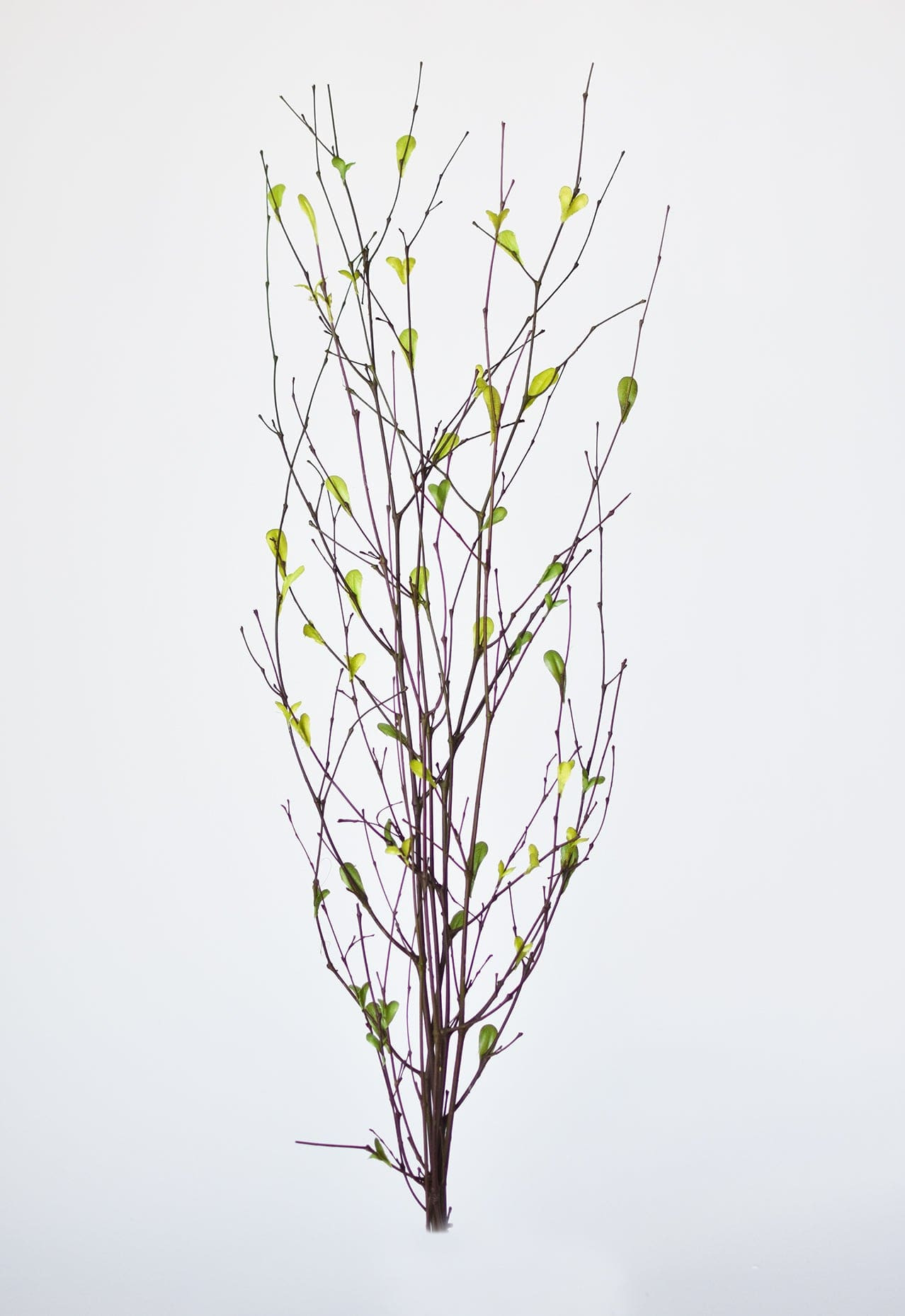 26 | HouseFloral