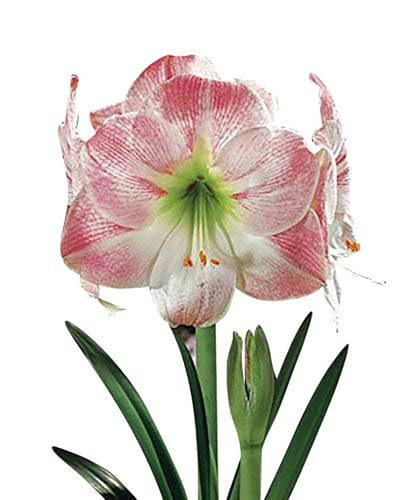 Apple Blossom Amaryllis – 28-30 cm Bare Root Bulb – 2-3 Stalks with Pink and White Flowers – Ideal for Indoor & Outdoor Planting – Easy to Grow Amaryllis Bulb | Amazon (US)