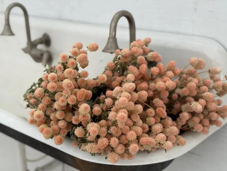 Large Dried Globe Amaranth Bouquet, Soft Pink - Etsy | Etsy (US)