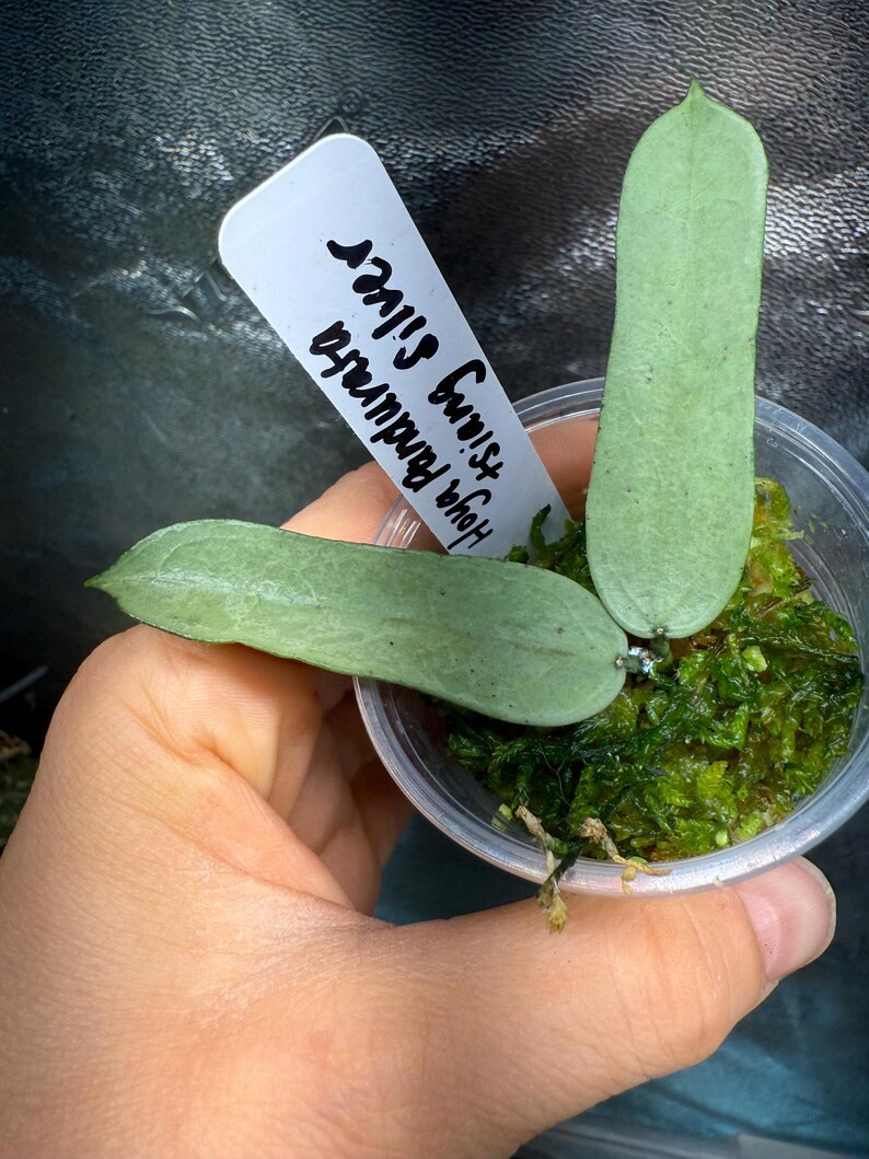Hoya Pandurata Tsiang Silver - Etsy | Etsy (US)