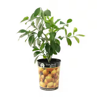 Meyer Lemon Tree Live Plant (1 gal. Pot) | The Home Depot