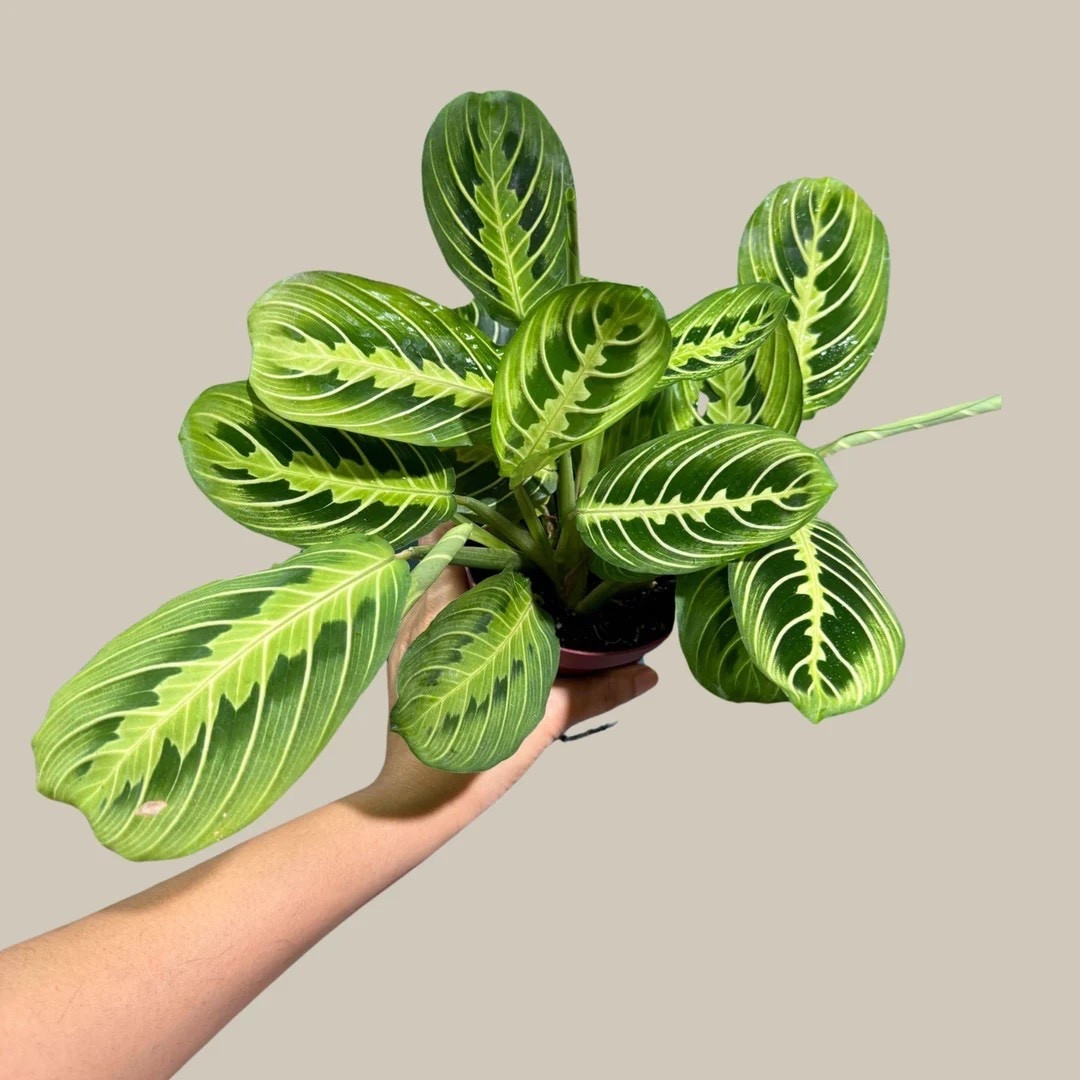 This Lemon Lime Prayer Plant is a vibrant, feel-good houseplant that brings color and movement to your space. Its striking green leaves are beautifully patterned with bright lemon and lime tones, and each evening the foliage gently folds upward in its signature “praying” habit. A perfect gift for plant lovers or a cheerful addition to your own collection—plus gift wrapping is available for effortless gifting.
#PrayerPlant #MarantaLeuconeura #LemonLimePlant #HouseplantGift #PlantDecor #IndoorPlants #PlantLovers #EtsyPlants #PlantVers

#LTKSeasonal #LTKFindsUnder50 #LTKHome