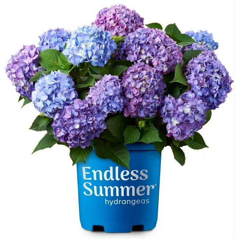 Endless Summer BloomStruck Reblooming Hydrangea Live Shrub in 1-Gallon Grower Pot | Walmart (US)