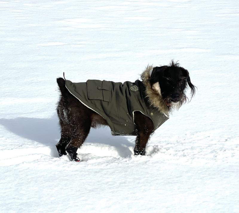 Canada Pooch Alaskan Army Premium Faux Down Insulated Dog Parka, Army Green, 10 | Chewy Canada