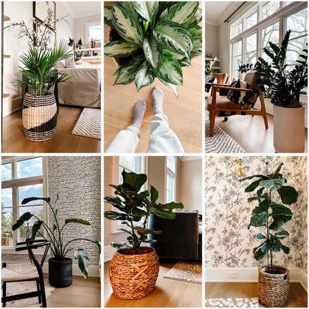 I love to collect baskets, which make perfect planters. Live plant indoors is a perfect way to bring a touch of spring inside! Check out these baskets to keep your plants in! 

#LTKhome #LTKstyletip #LTKSeasonal