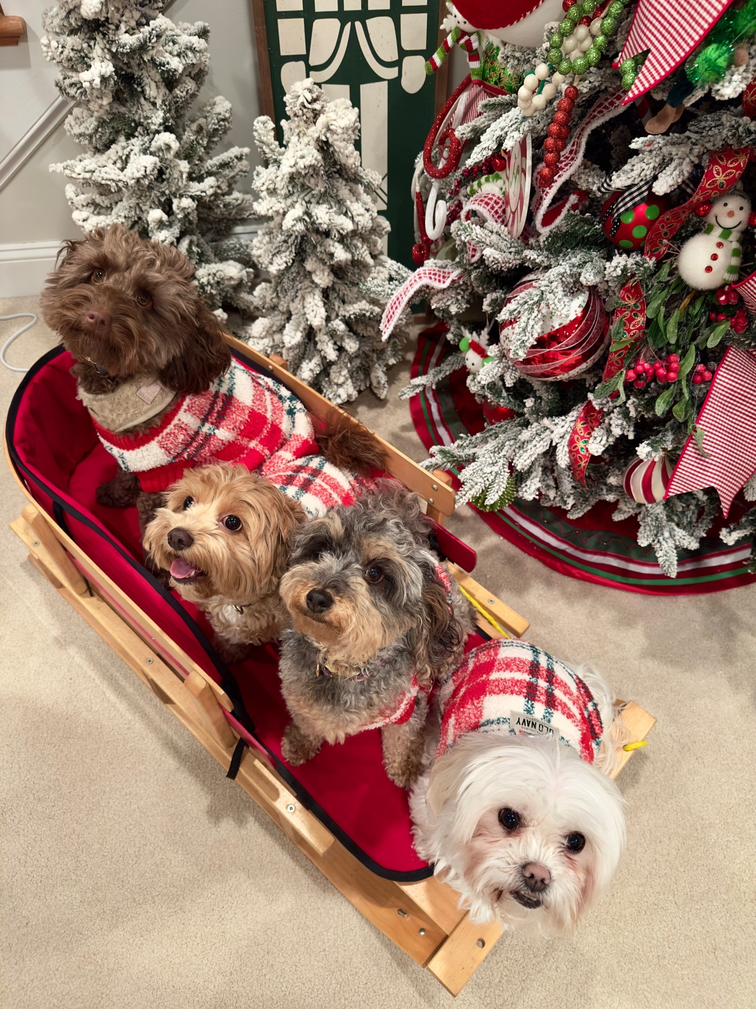 The pups are ready for cozy season with their Christmas sweaters.❤️💚
#dogsweater #christmassweater 

#LTKHoliday #LTKPets #LTKSeasonal
