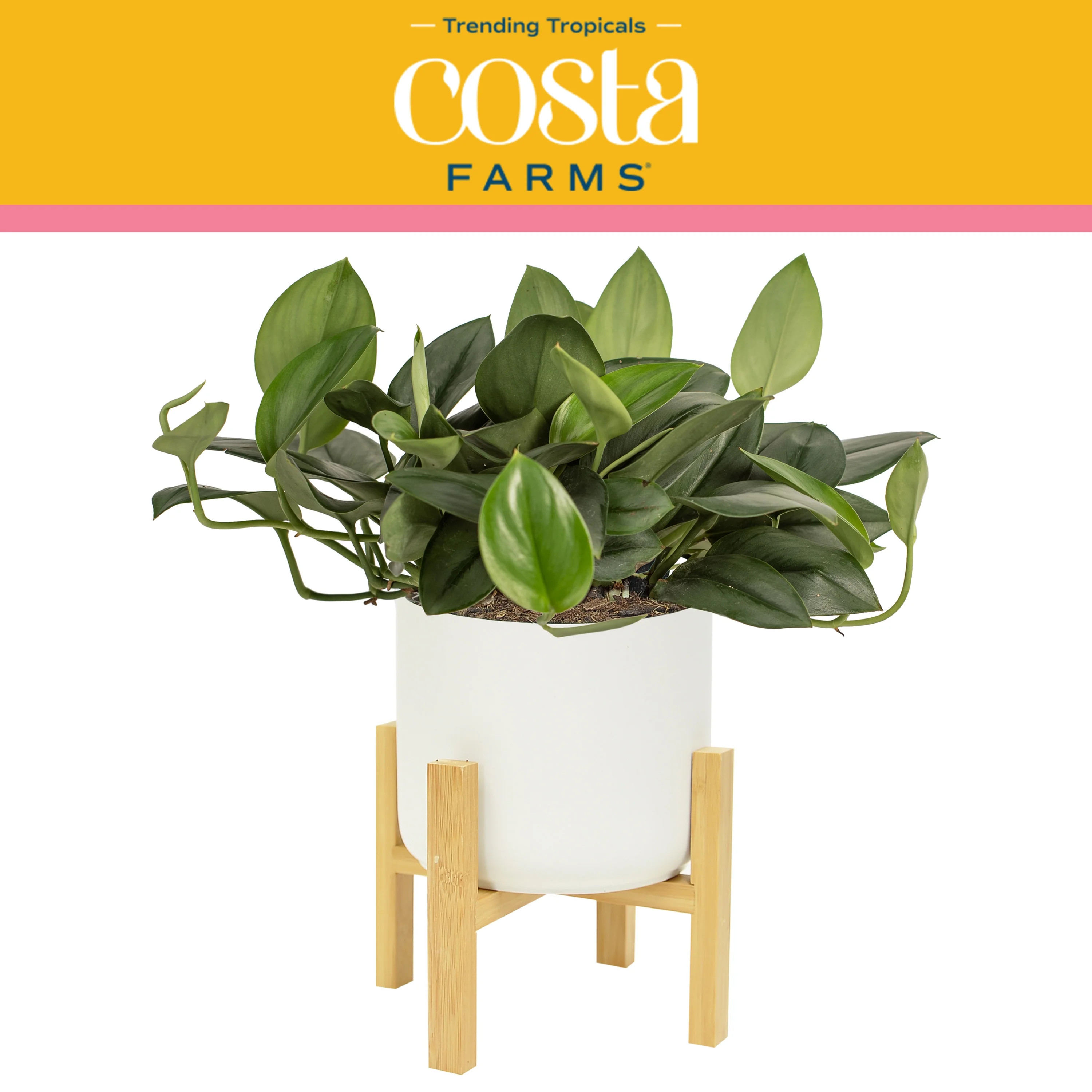 Costa Farms Trending Tropicals Live Indoor 15in. Tall Green Sterling Silver Scindapsus; Bright, I... | Walmart (US)
