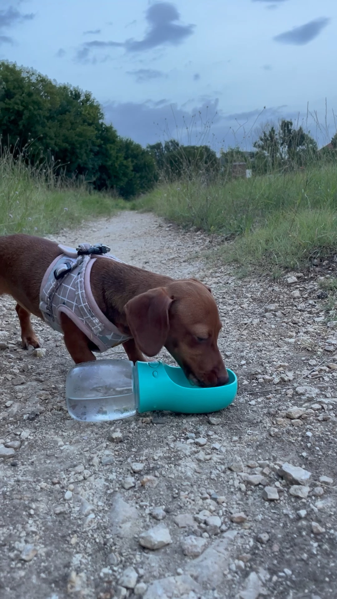 My doggy water bottle 

#LTKGiftGuide #LTKhome #LTKbeauty
