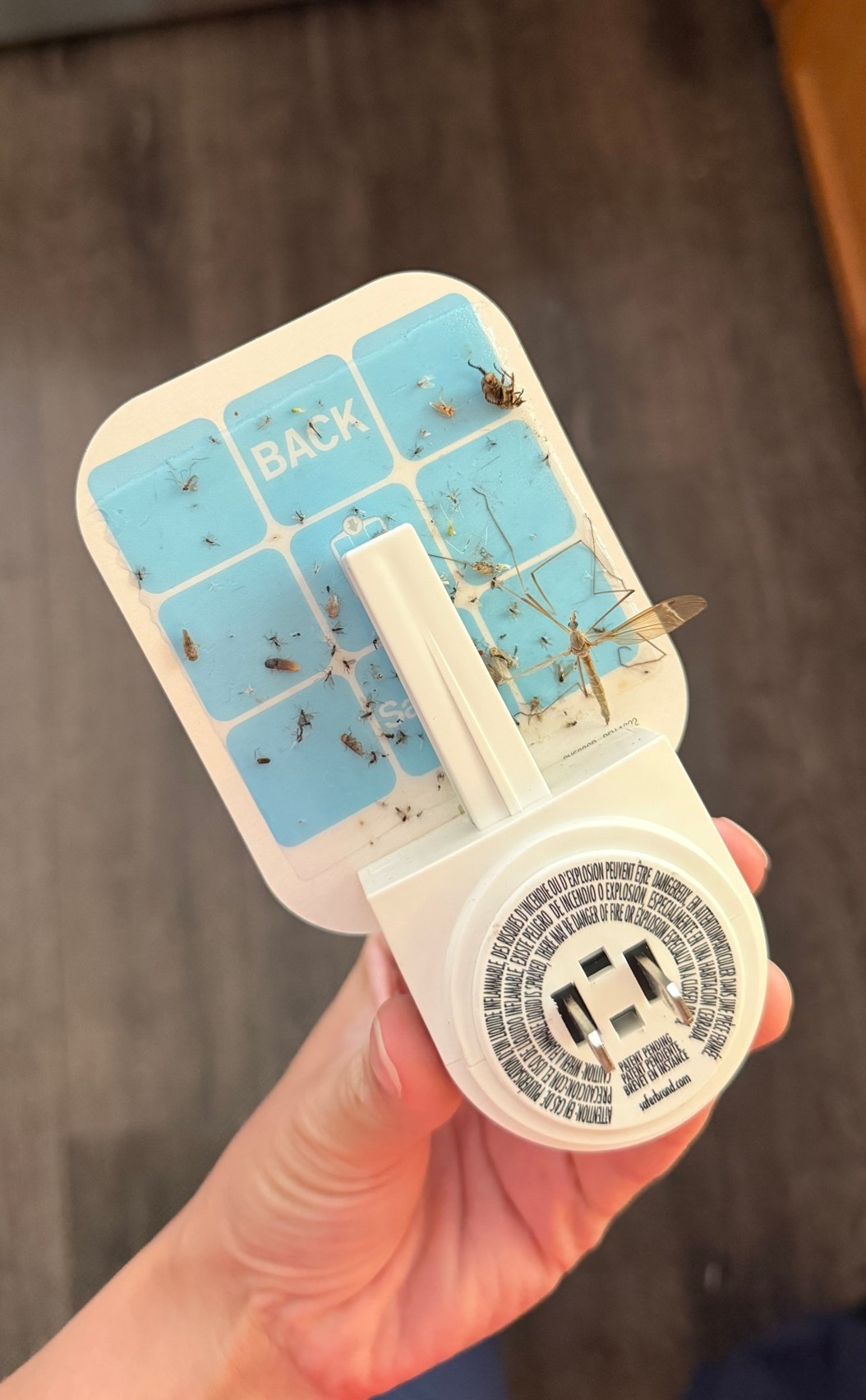 Absolutely disgusting but look how well this bug trap works!!

#LTKHome #LTKdayinmylife #LTKSeasonal