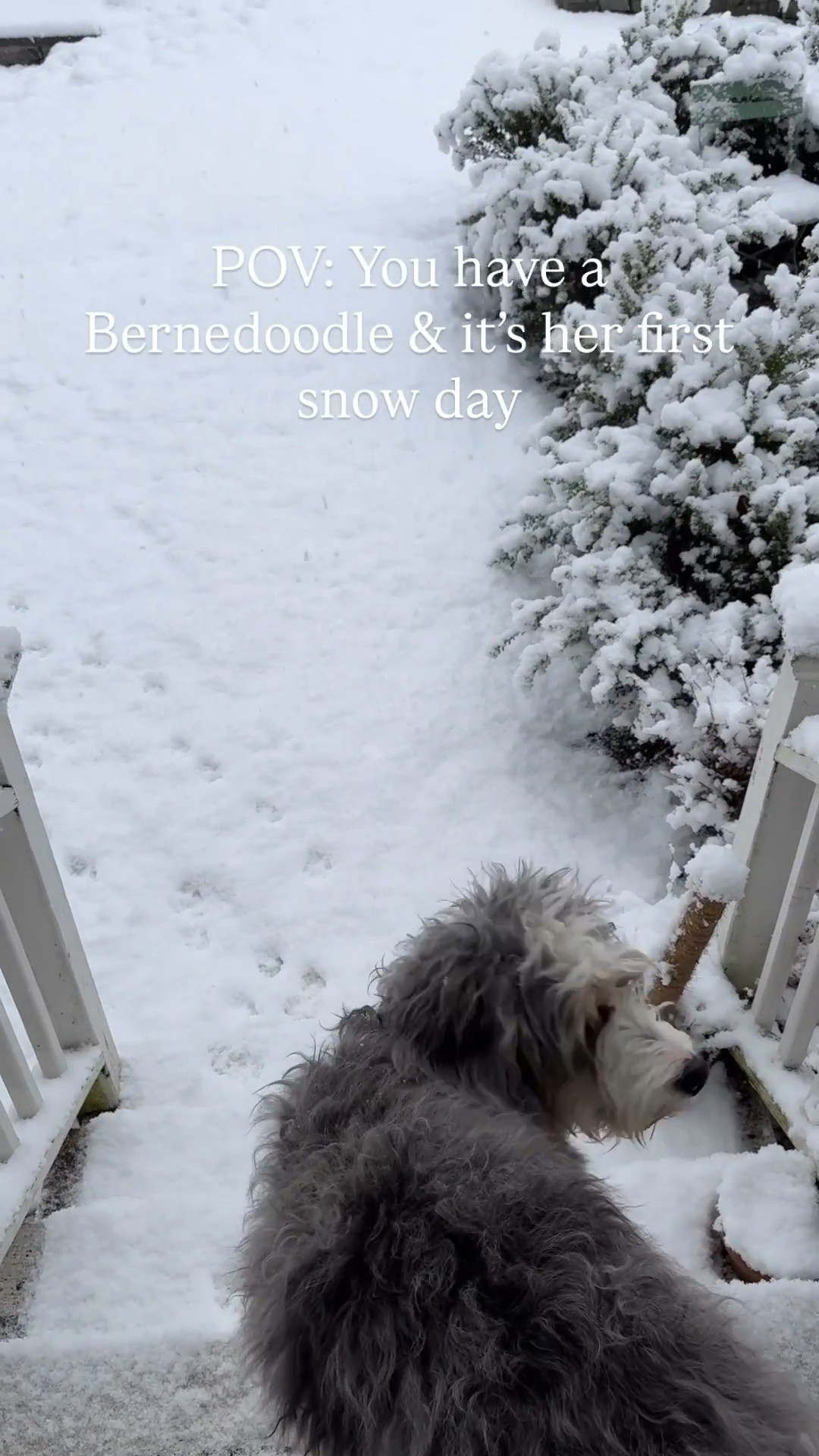 Snow day fun from last weekend & Birdie’s first snowfall! ❄️☃️

#LTKActive #LTKHoliday #LTKHome