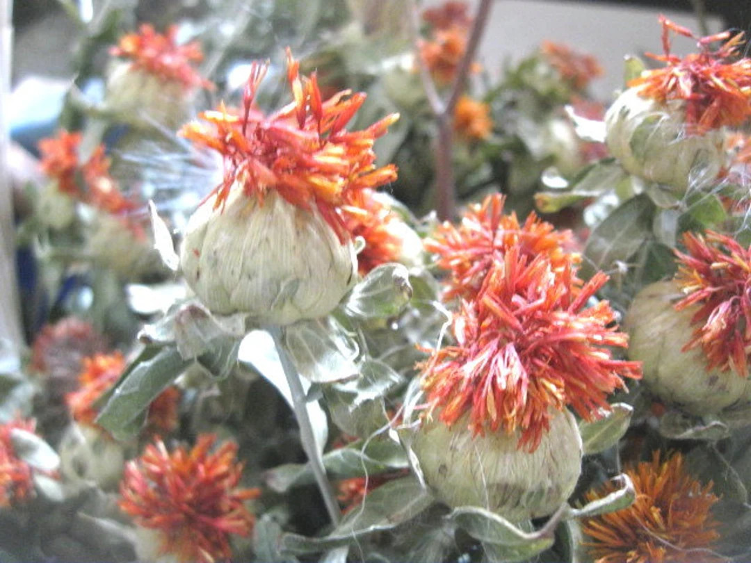 SAFFLOWER Naturally Dried FLOWER Bunches - Etsy | Etsy (US)