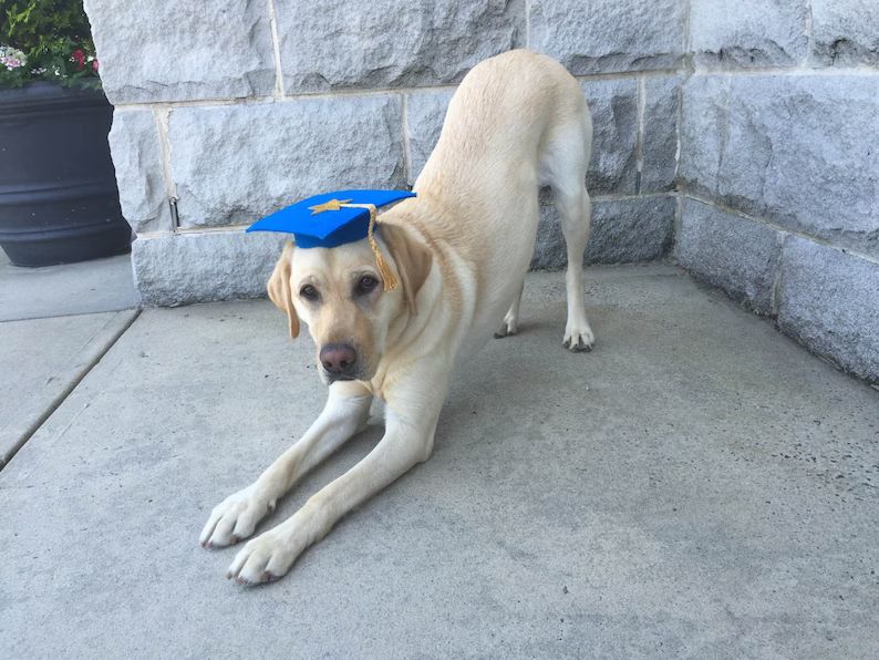 Dog Graduation Cap / Graduation Hat Costume | Etsy | Etsy (US)