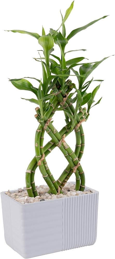 Costa Farms Lucky Bamboo Plant, Easy to Grow Live Indoor Houseplant in Ceramic Planter Pot, Potti... | Amazon (US)