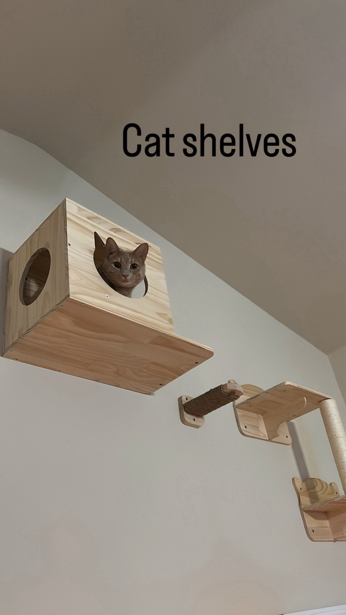 Linking one of our cat’s favorite set of shelves! #LTKpets #LTKpet #LTKcats 

#LTKHome