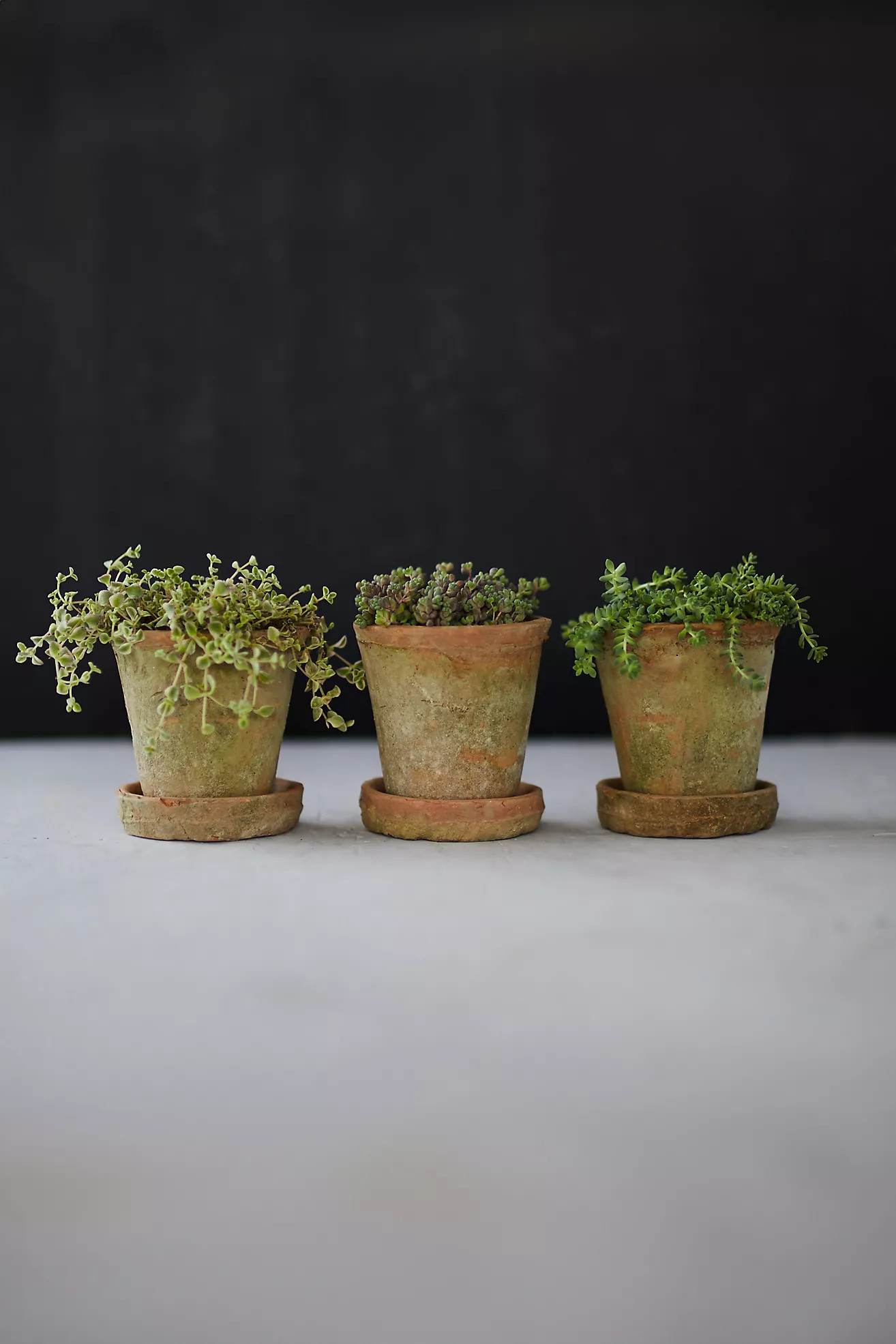 Earth Fired Clay Herb Pot + Saucer, Set of 3 | Anthropologie (US)