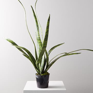 Faux Potted Snake Plant | West Elm (US)