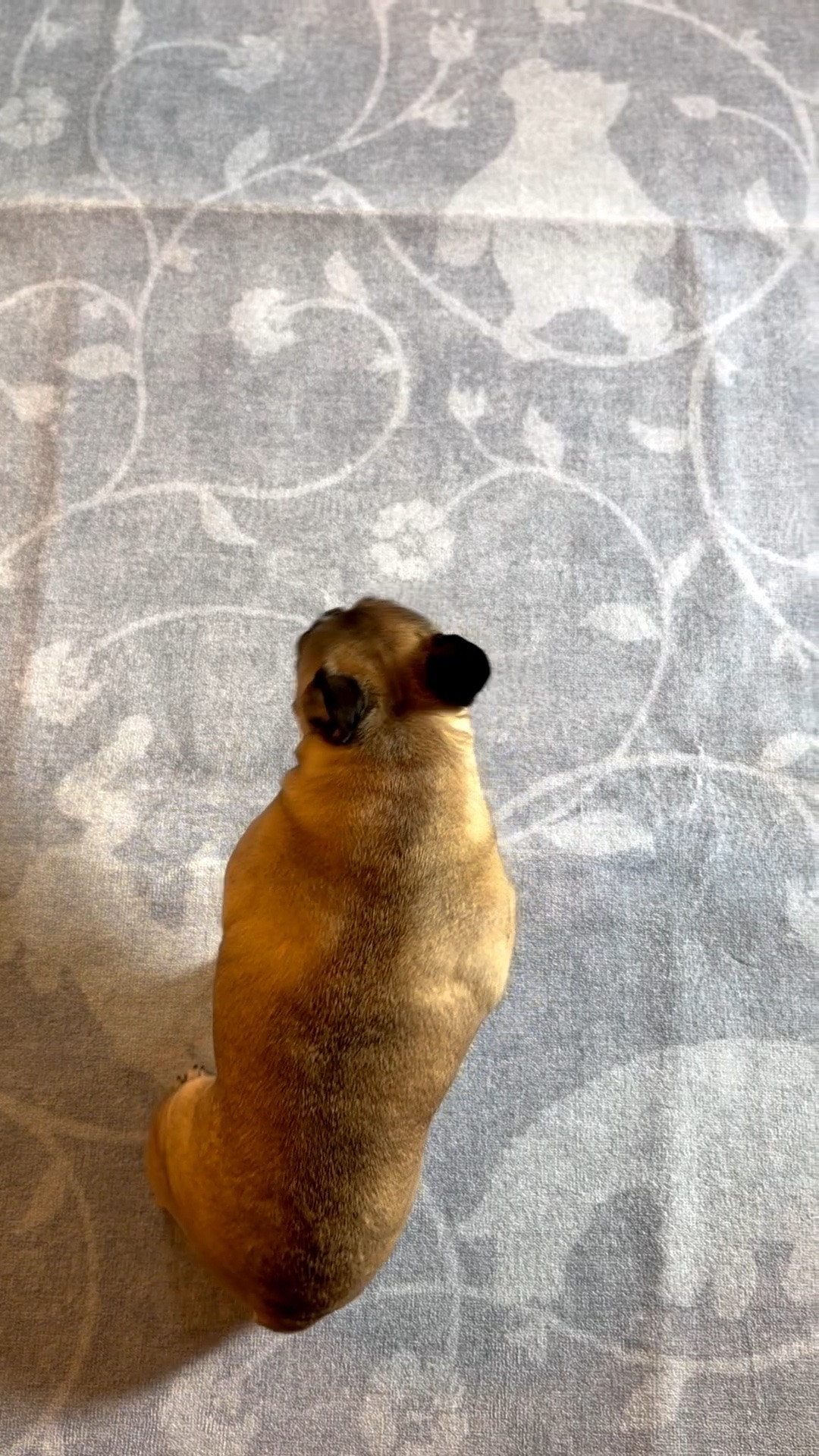 POV: You get a beautiful new rug, but your Frenchie immediately decides it’s theirs 🐾💙

This Winnie the Pooh Once Upon a Gathering Soft Blue Rug from @Ruggable is not only adorable, but it’s officially Frenchie-approved! The soft blue color and sweet Hundred Acre Wood design make it the perfect cozy touch for any Disney-loving home. Every time I turn around, my little Frenchie is stretched out on it, soaking up all the comfort. 🐶✨

Honestly, I can’t blame them — it’s cute, cozy, and brings a little bit of Disney magic into our everyday space. 💙🍯

#Ruggable #WinnieThePooh #DisneyHomeDecor #FrenchieLife #DisneyHomeStyle

#LTKdayinmylife #LTKHome #LTKstorytime