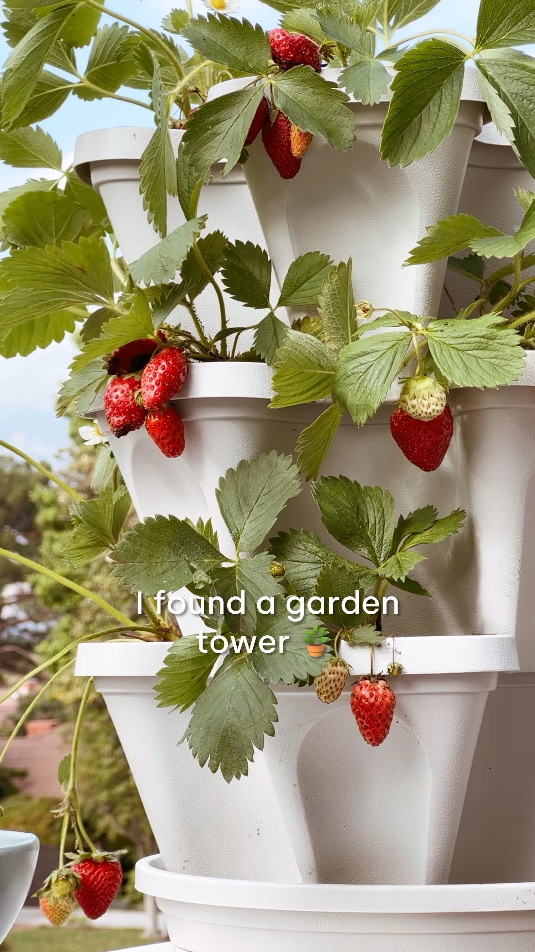 LINK IN BIO 🌿🌱 Introducing the magical solution to your gardening dreams: the 3 Tiered Stacking Garden Tower! 🌞 Easily transform any space into a lush green oasis with this ingenious creation. 🏡 Grab Yours Here: https://amzn.to/3uEtThW  Picture this: with just a few simple steps, you'll have a flourishing garden right at your fingertips. 🎨 Fill a layer with dirt and add in the plants on each corner – it's like creating your own botanical masterpiece! 🖌️ Stack and repeat until all full – it's gardening made easy and oh-so-fun! 🌈  No more digging through endless bags of soil or struggling with cumbersome pots – this tower takes the hassle out of gardening. 🌟 And the best part? Just set it directly in the sun and you're all set! 🌞 Sit back, relax, and watch your garden thrive in its new home. 🌻  Whether you're a seasoned gardener or just starting out, this tower is perfect for anyone looking to add a touch of green to their life. 🌿 So why wait? Elevate your gardening game today with the 3 Tiered Stacking Garden Tower – because every garden deserves a little magic! ✨🏰 #GardenMagic  #founditonamazon  #amazonhomefinds  #gardenlife  #GardenGoals  #amazonhome 

#LTKhome #LTKSeasonal #LTKVideo