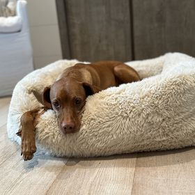 Cozy Dog Lounge Bed | Mark and Graham