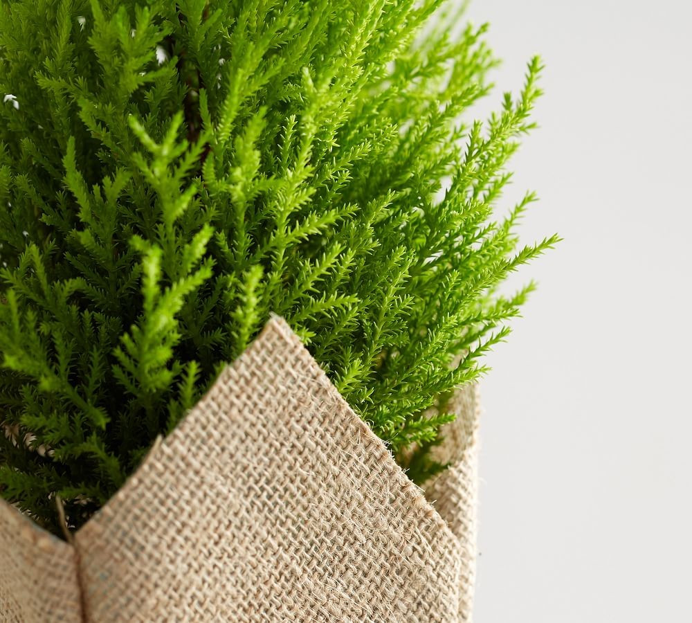 Fresh Lemon Cypress Plant in Burlap | Pottery Barn (US)