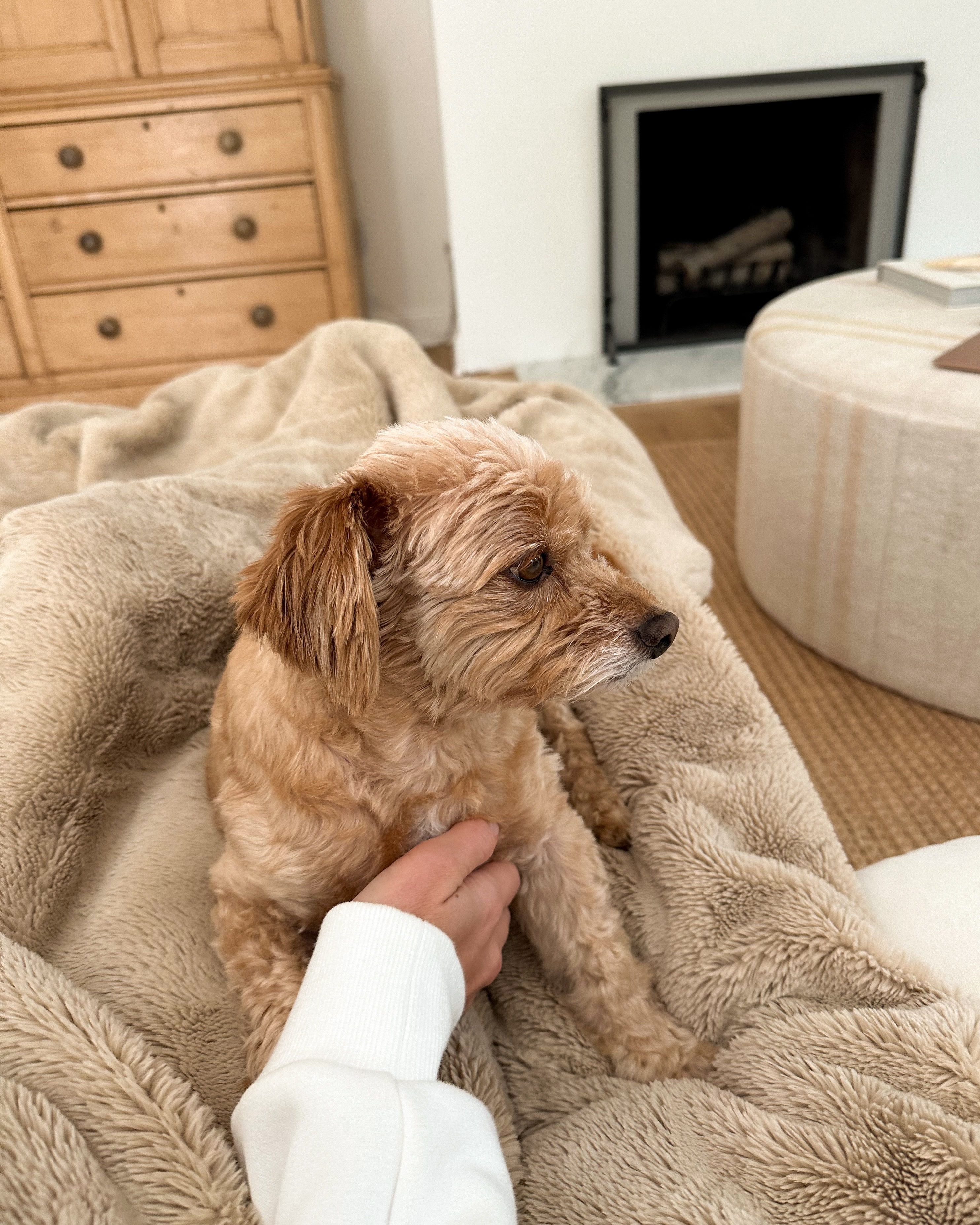 Faux fur blanket, dog, pet, home, living room, cozy. 

#LTKSeasonal #LTKPets #LTKHome