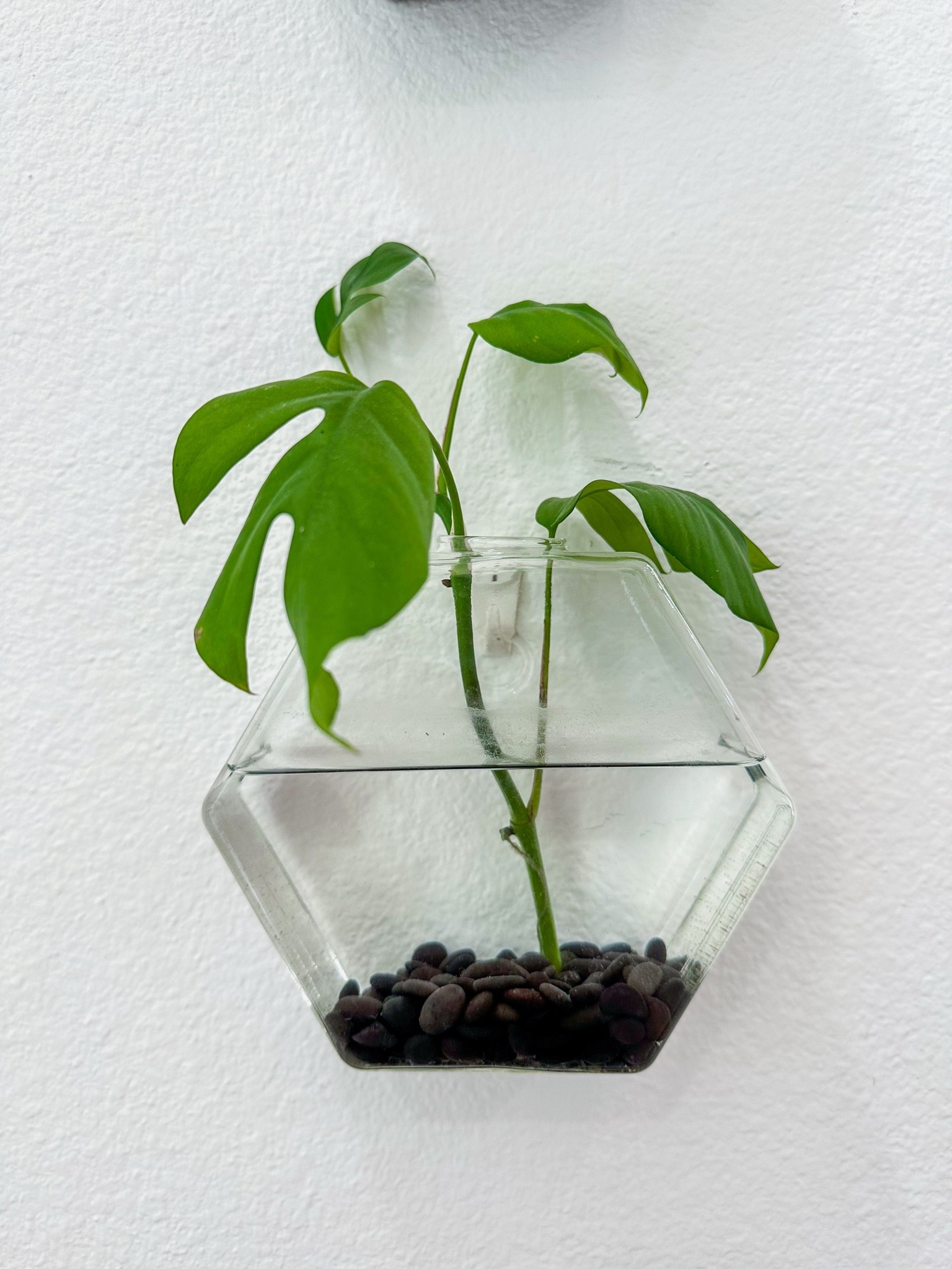 Propagation vases for inside!

#LTKmorningroutine #LTKHome