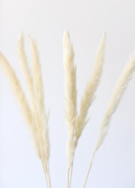 Pack of 6 - Smooth White Natural Pampas Grass - 25-29.5" | Afloral (US)