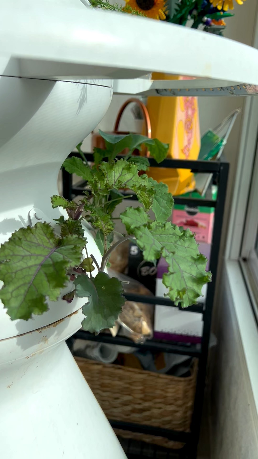Happy Valentines Day! ❤️

The 20% off promotion ends tonight at midnight! Use code GROWKKGROW at checkout to get 20% off a lettuce grow tower! 

After midnight it goes back to 15% off 🥰❤️💕

#lettucegrow #ediblegarden #hydroponics #growyourownfood 

#LTKHome #LTKfoodie #LTKValentine