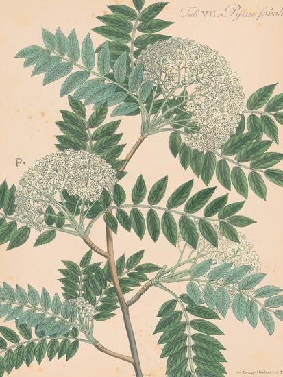 'Indian Botanicals III' Art Print - Nathaniel Wallich | Art.com | Art.com