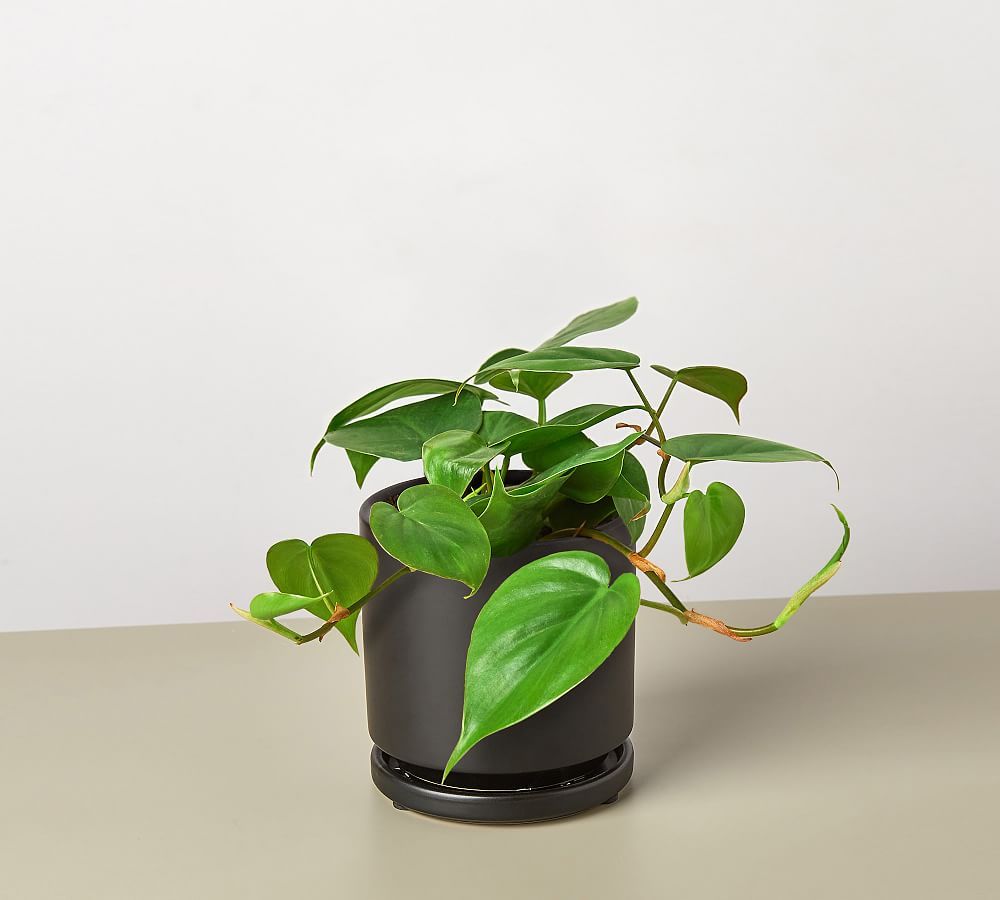 Live Heartleaf Philodendron In Planter | Pottery Barn (US)