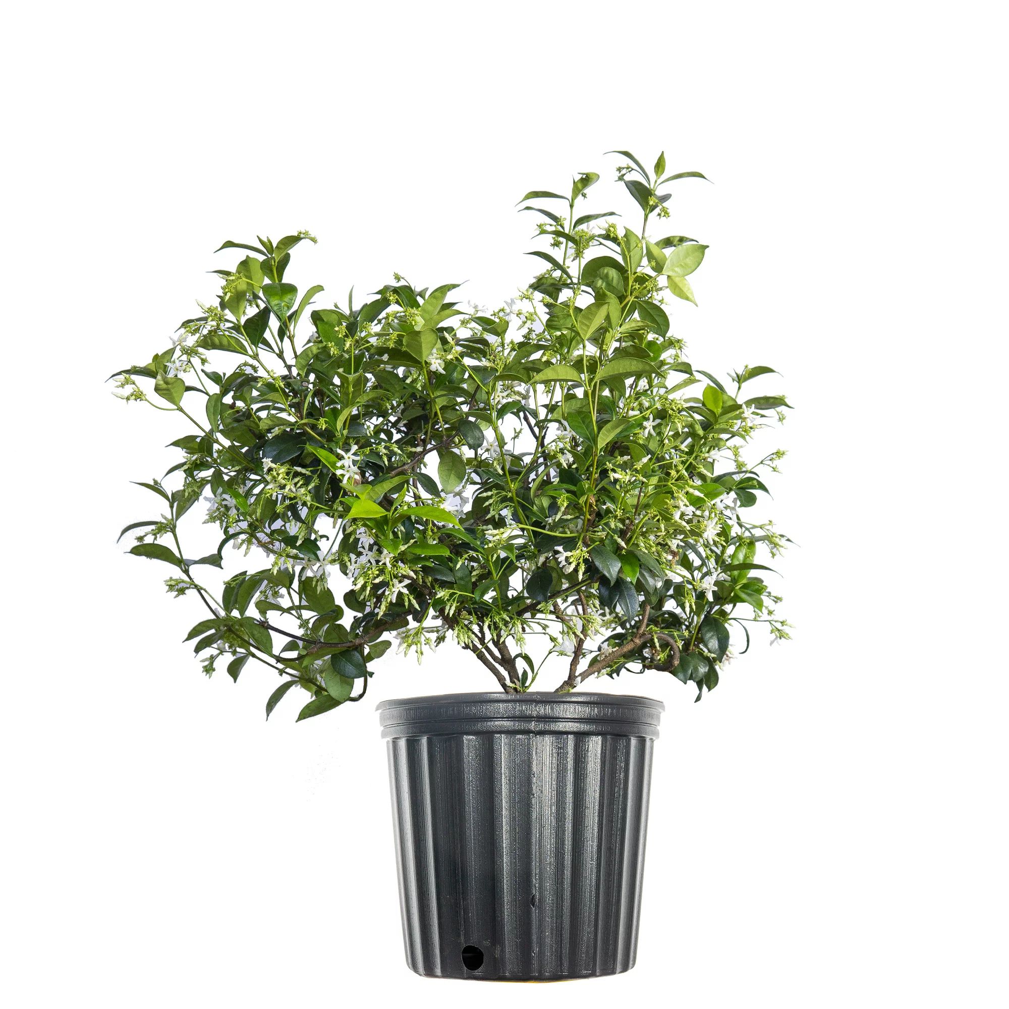 3 gal. Confederate Jasmine - Fragrant Blooms - Beautiful Vining Plant | Walmart (US)