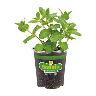 19 oz. Sweet Mint Herb Plant | The Home Depot