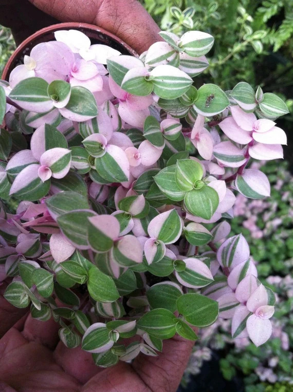 Tri-Color Bolivian Jew (Callisia Repens Variegated) Variegated Turtle Vine | Etsy (US)
