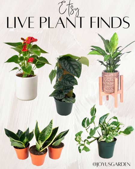 ETSY live plant finds
Rare pothos 
Indoor plants
#plantlover
#gardening
#gardeninglife


#LTKFind #LTKhome #LTKunder100