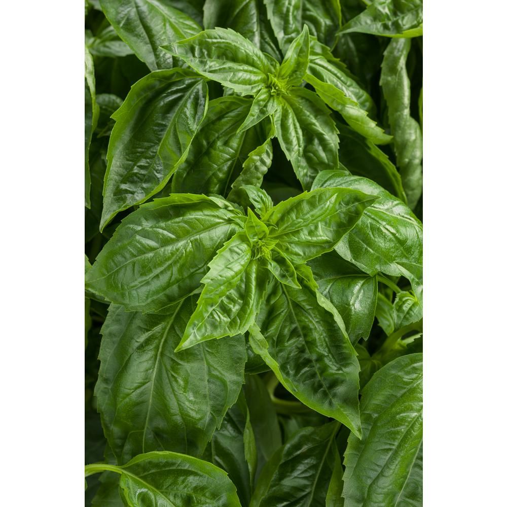 4.25 in. Grande Amazel Basil (Ocimum) Live Plant, Green Edible Foliage (4-Pack) | The Home Depot