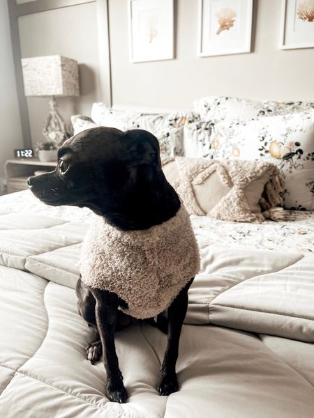 Fall Pet Sweaters for Small Dogs

#LTKhome #LTKunder50 #LTKstyletip