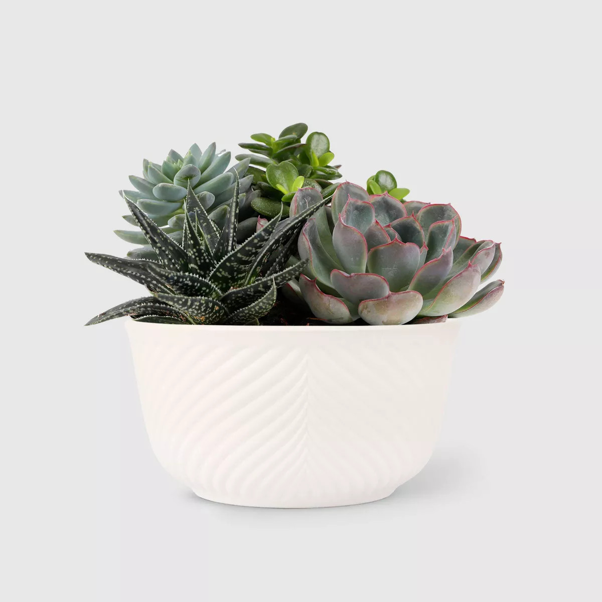 Live 6" Succulent Garden Houseplant (Varieties May Vary) - Good Little Garden™ | Target