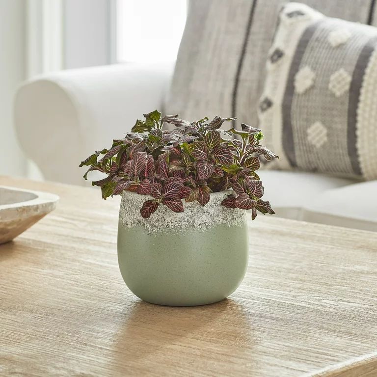 Dave & Jenny Marrs for Better Homes & Gardens Barbarry 6" Green Ceramic Planter | Walmart (US)