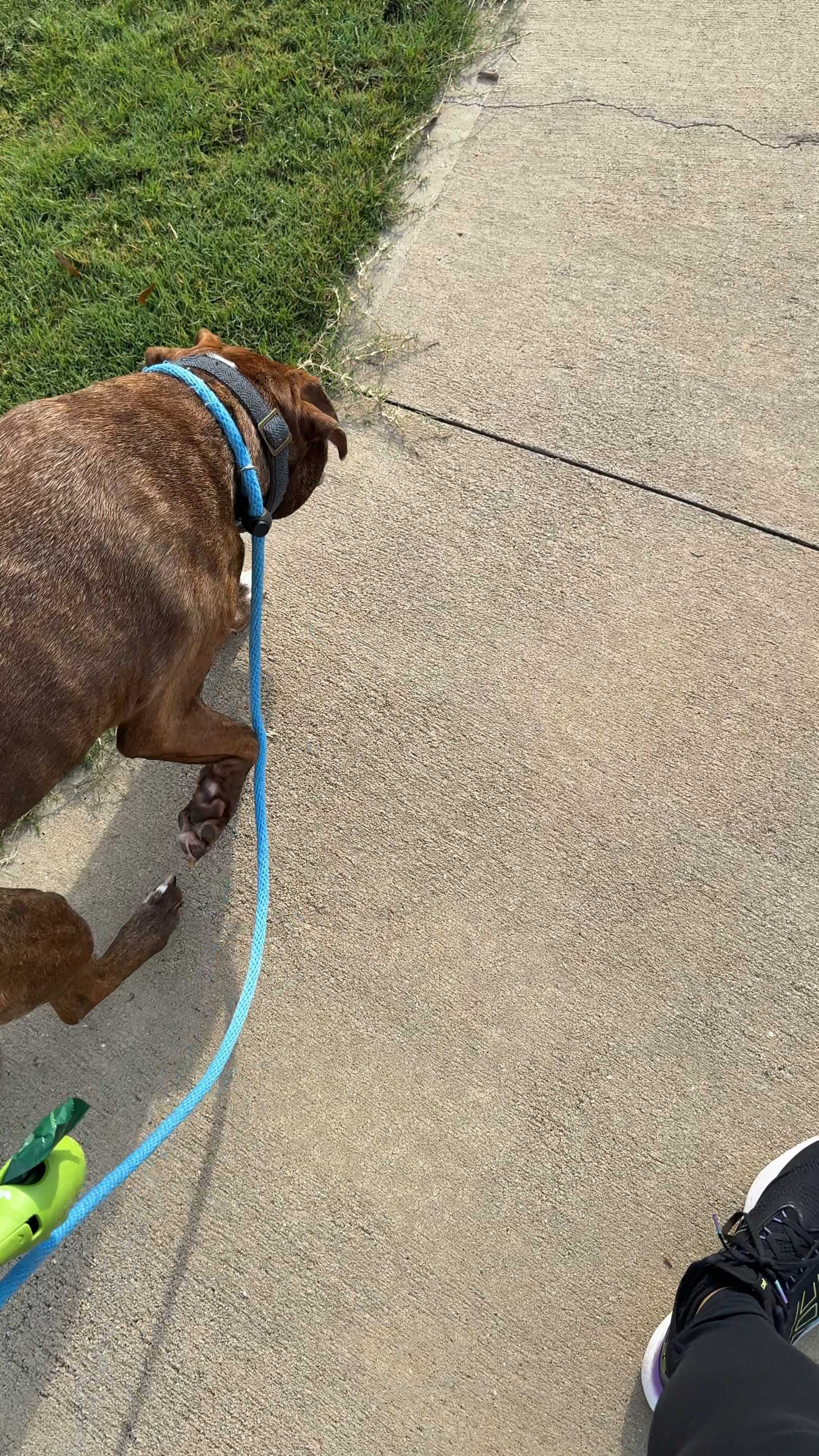 Day 4 of 31 #keepitmoving 
 30 Min Walk with Koda this morning 

#LTKFitness #LTKVideo #LTKActive