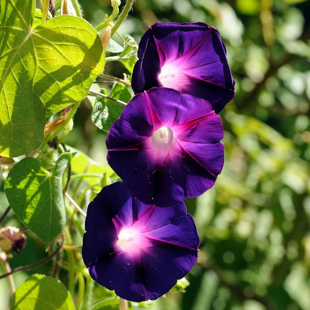 Eden Brothers Morning Glory Seeds - Knowlians Black, Non-GMO Seeds for Planting, Packet | Low-Mai... | Amazon (US)