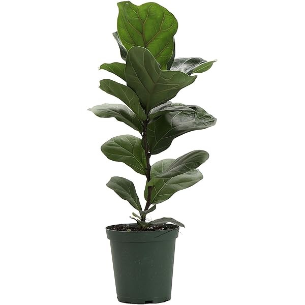 Fiddle Leaf Fig  | Amazon (US)